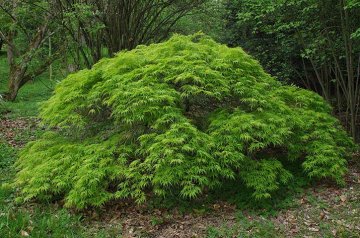 japonský javor dlanitolistý Acer palmatum Dissectum, arboretum Kostelec n.Č.l.