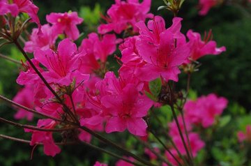 azalka japonská Rhododendron obtusum Labe, foto arboretum Kostelec nad Černými lesy