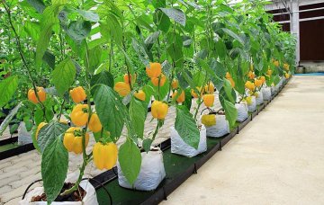 hydroponické pěstování paprik