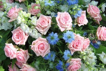 jemná elegance: růžové růže, modré černuchy a bílé fialy