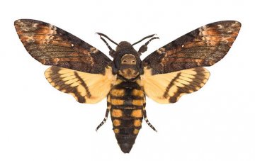 lišaj smrtihlav patří k největším evropským motýlům