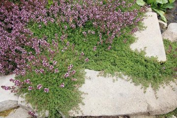 fialové květy mateřídoušky na skalce