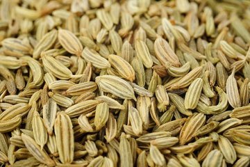 semena fenyklu obecného se používají jako lék i koření