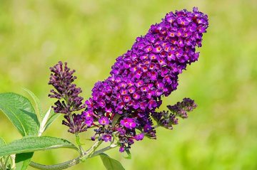 komule Davidova má květy nejčastěji ve fialových barvách