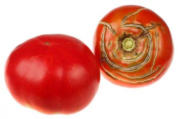 praskliny rajčat mohou mít i kruhový tvar