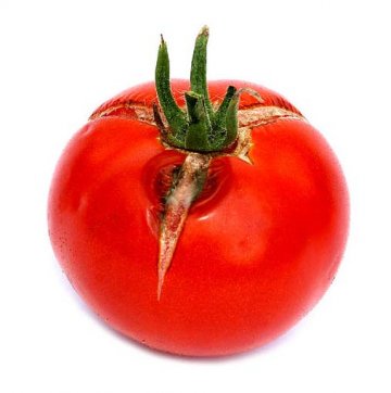 praskliny na rajčatech způsobuje nevyrovnaná závlaha