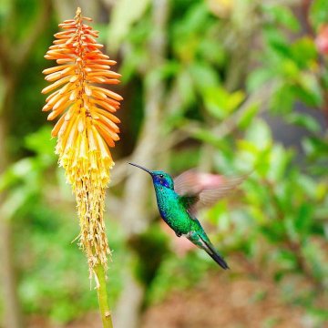 kolibříky u nás u mnohokvětu neuvidíte