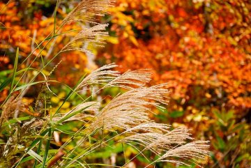květenství trav vyniknou na pozadí podzimně zbarvených listů keřů a stromů