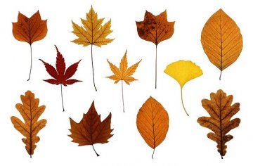 barev a tvarů listů máme na podzim na dosah mnoho