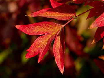 ochrana pivoněk na podzim: červeně se zbarvují pouze některé druhy