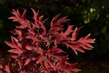 podzimní zbarvení listů pivoněk záleží na odrůdě