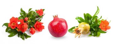 granátovník má atraktivní květy i plody
