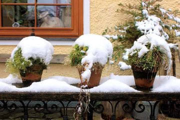 sníh poskytuje rostlinám přirozenou ochranu i vláhu