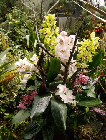 aranžmá z květů člunatce (Cymbidium)