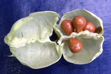 klokočí - semena klokoče zpeřeného v otevřené tobolce, VoDeTan2, Wikipedia.org