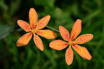belamkanda čínská známá jako angínovník či leopardí lilie