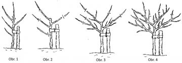 Schéma výchovný řez ovocných stromů