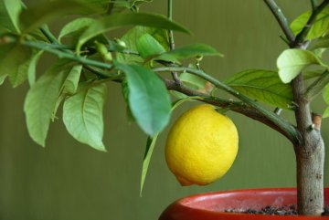 pěstování citroníku v nádobě