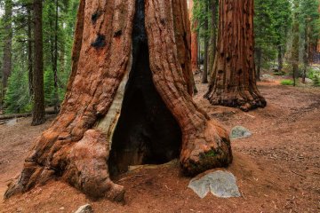 Sekvoj: úkryt v kůře dlouhověkého stromu