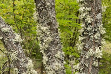 lišejník islandský na větvích stromů