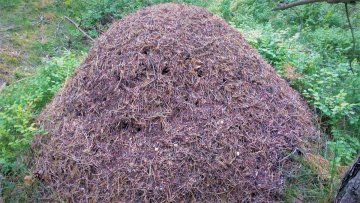 kupovitá stavba mraveniště mravenců lesních