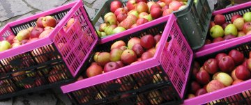 Úroda jablek připravená k dalšímu zpracování pro kalvádos