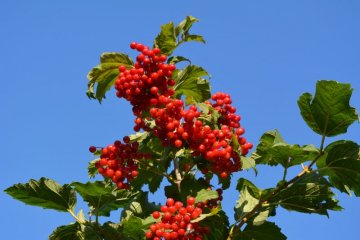 Kalina červené plody