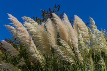 Okrasné trávy se hodí i na zahradu. Zdroj: Pixabay