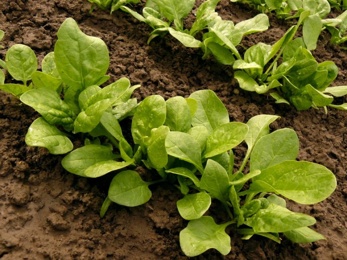 Jak pěstovat špenát ve skleníku?