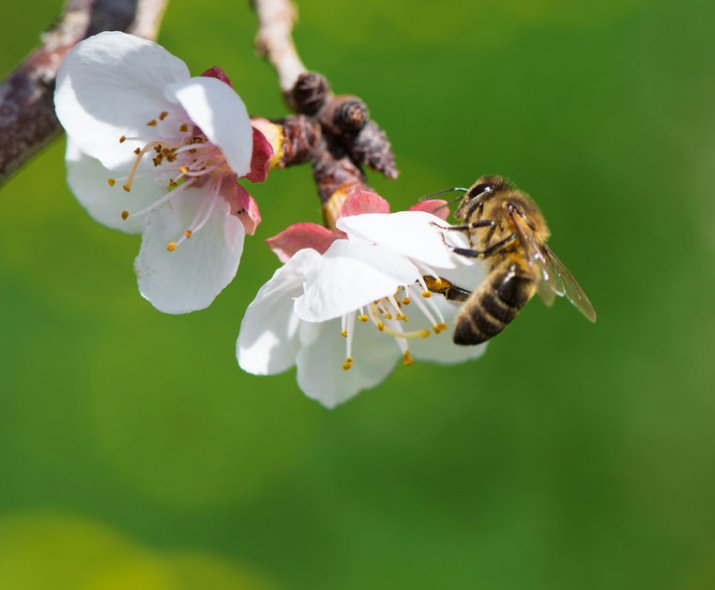 Co sbírají včely z květů?